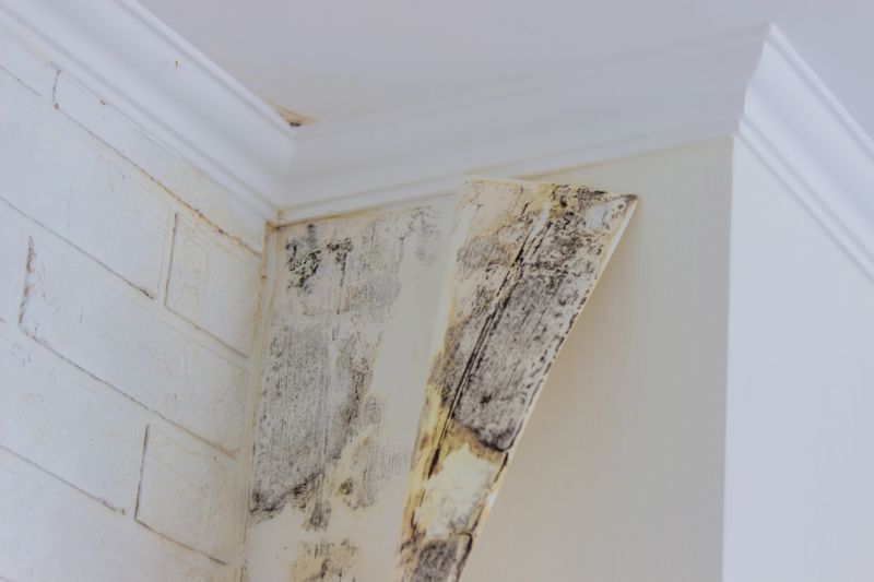 Basement Mold Removal in Fort Lauderdale, FL