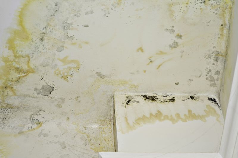 Black Mold Remediation in Boca Raton, FL