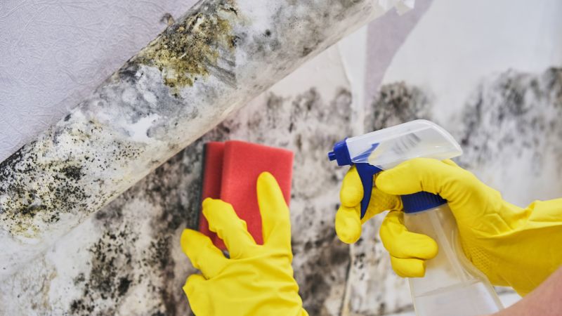 Black Mold Remediation in Fort Worth, TX