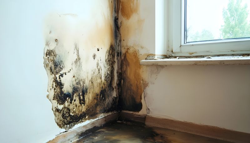 Garage Mold Remediation in Boca Raton, FL