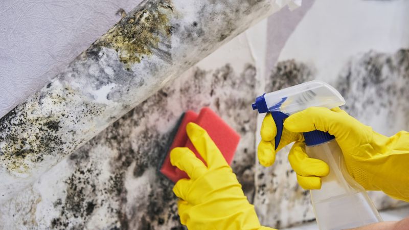 Mold Abatement Service in Frisco, TX